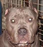 Tru-Pit Kennels profile picture