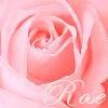 Rose profile picture