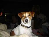 jackrussellterrier