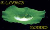 A Lotus Green profile picture