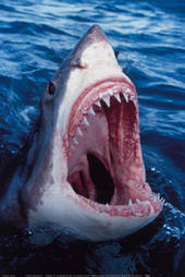 sharktheshark