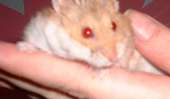 Sammy Hammy ~ da CAPT' is back! profile picture