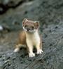 The Stoats profile picture