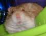 Sammy Hammy ~ da CAPT' is back! profile picture