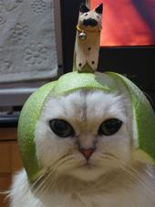 Limecat profile picture