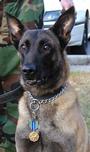 MWD K9 Memorial profile picture