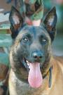 MWD K9 Memorial profile picture