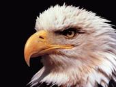 eagle profile picture