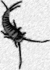 Silverfish Magazine profile picture