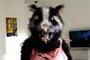 Cocaine Badger profile picture