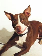 Mid-America Bully Breed Rescue profile picture