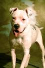Mid-America Bully Breed Rescue profile picture