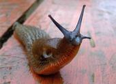 The Slug That Troy Ate profile picture