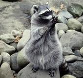 Death Metal Raccoon profile picture