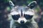 Death Metal Raccoon profile picture