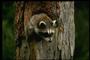 Death Metal Raccoon profile picture