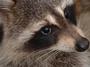 Death Metal Raccoon profile picture