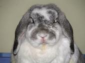 DJ Bunnyboy profile picture