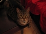 Nesmith Tigger The Cat profile picture