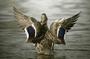 Ducks Unlimited Caledonia profile picture