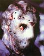 Jason Voorhees,, profile picture