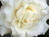 white rose profile picture