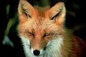 RED FOXXXS!!! profile picture