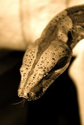 sid_boa_constrictor