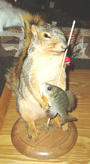 Fishing Squirrel profile picture