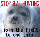 Help Save The Seals profile picture