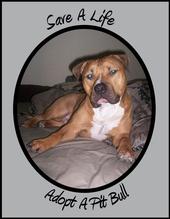 Save a life, adopt a pit bull profile picture