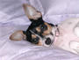 ♥ Bella Rosa ♥ and Trebek profile picture