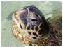 Honu profile picture