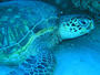 Honu profile picture