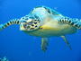 Honu profile picture