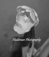 ~H-Photography~ profile picture