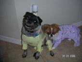 Jitterbug & Cricket: The Crazy Little Ladies! profile picture