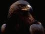 EAGLE BEAR profile picture