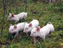 The Moss Piglets profile picture