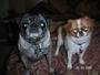 Jitterbug & Cricket: The Crazy Little Ladies! profile picture