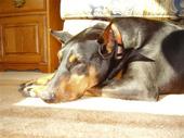 Trevor the Dobie profile picture