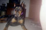 Trevor the Dobie profile picture