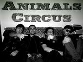 ANIMALS CIRCUS profile picture