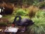 The Black Swans of Trespass profile picture