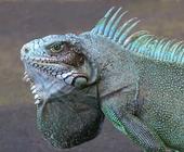 iguane profile picture