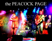 The PEACOCK PAGE profile picture