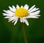 Les Marguerites contre Alzheimer profile picture