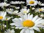 Les Marguerites contre Alzheimer profile picture