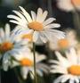 Les Marguerites contre Alzheimer profile picture