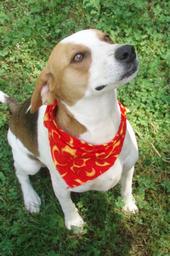 Adopt Duncan (the Dunk Dunk)! profile picture